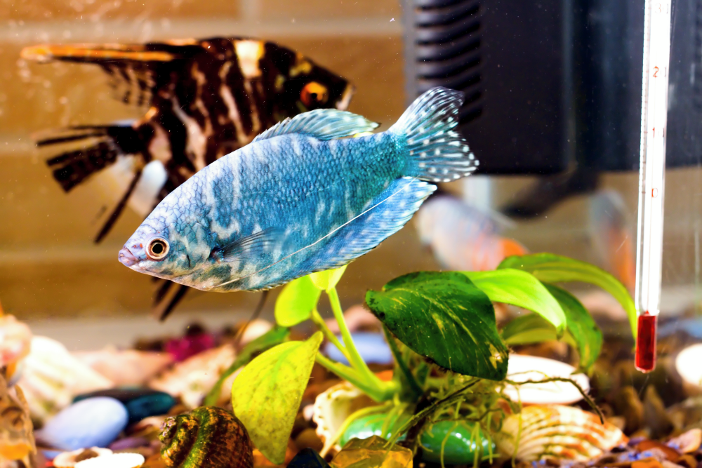 How to Use a Taylor Aquarium Test Kit